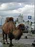 P5050383.JPG: Camels - circus was in town in Arles